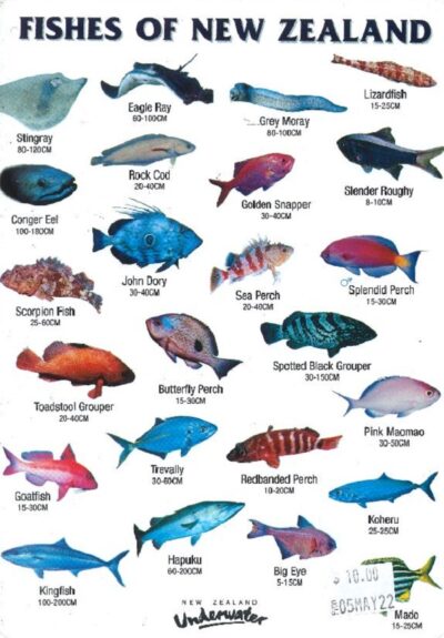 NEW ZEALAND FISH IDENTIFICATION SLATE