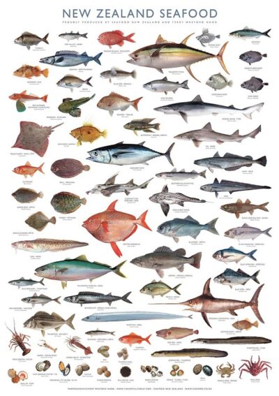 NEW ZEALAND SEAFOOD POSTER