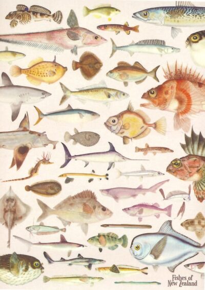 FISHES OF NEW ZEALAND TEA TOWEL
